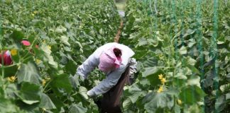 Emigranti që u kthye në fermer/ Ngriti serrat me trangull të vogël për eksport