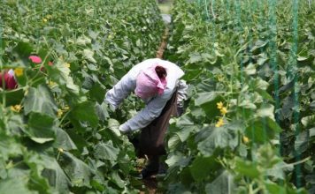 Emigranti që u kthye në fermer/ Ngriti serrat me trangull të vogël për eksport