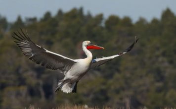 FOTOT/ Divjakë, në folenë e pelikanit kaçurrel