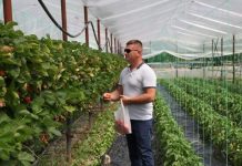 FOTOT/ Olti, fermeri i serrave vertikale të luleshtrydheve