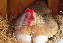 Trefishohen eksportet, Shqipëria prodhon mbi 900 milionë kokrra vezë në vit