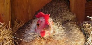 Trefishohen eksportet, Shqipëria prodhon mbi 900 milionë kokrra vezë në vit