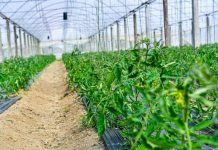 Ndërtohen 78 serra diellore moderne/ Investimet rrisin prodhimin e perimeve të freskëta