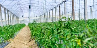 Ndërtohen 78 serra diellore moderne/ Investimet rrisin prodhimin e perimeve të freskëta