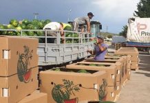 FOTOT/ Nis eksporti i shalqinit shqiptar drejt Çekisë