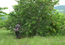 Njihuni me fshatin e qershive në Shqipëri, që prodhon mbi 1 mijë ton çdo vit