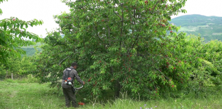 Njihuni me fshatin e qershive në Shqipëri, që prodhon mbi 1 mijë ton çdo vit