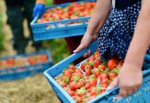 Sa biznese ka sektori i bujqësisë në Shqipëri, ja qarku që kryeson me prodhimet “Made in Albania”