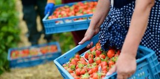 Sa biznese ka sektori i bujqësisë në Shqipëri, ja qarku që kryeson me prodhimet “Made in Albania”