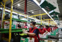 Eksportet bujqësore bëjnë “boom”/ Arritën në 22.1 miliardë lekë në gjysmën e parë të vitit