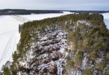 3 miliardë pemë do të mbillet në BE deri në vitin 2030