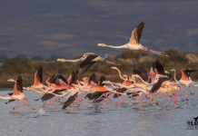 FOTO/ Si po kthehet Parku Kombëtar Divjakë Karavasta në destinacionin e preferuar të pushuesve