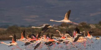 FOTO/ Si po kthehet Parku Kombëtar Divjakë Karavasta në destinacionin e preferuar të pushuesve