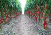 Lajmi i mirë/ Dyfishohen eksportet “Made in Albania” drejt tregjeve ndërkombëtare