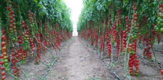 Lajmi i mirë/ Dyfishohen eksportet “Made in Albania” drejt tregjeve ndërkombëtare