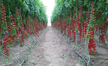 Lajmi i mirë/ Dyfishohen eksportet “Made in Albania” drejt tregjeve ndërkombëtare