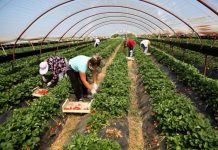 Korrik-shtator, punësimi rritje vjetore me 53 mijë persona. Ja dy sektorët që kontribuan më shumë