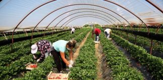 146 milionë euro për bujqësinë shqiptare, fermerët përfitojnë nga 10 mijë euro deri në 1 milionë euro