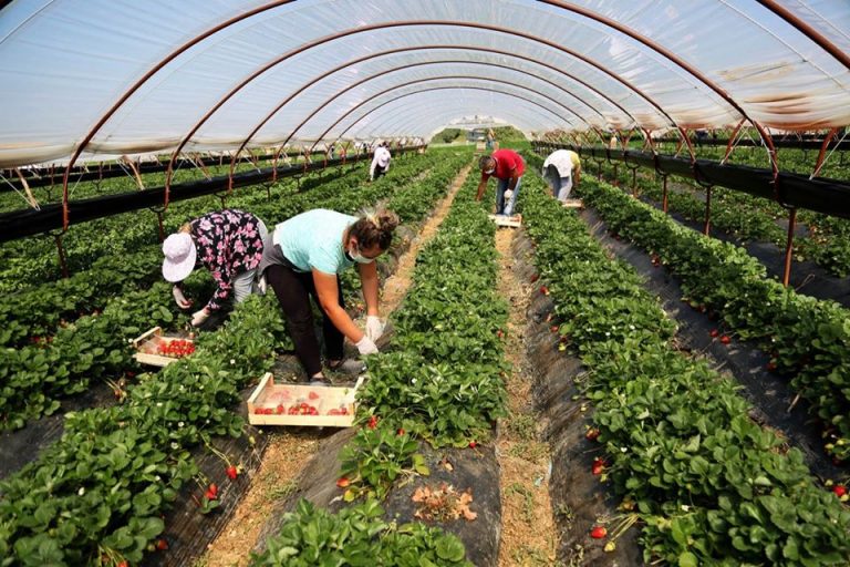 146 milionë euro për bujqësinë shqiptare, fermerët përfitojnë nga 10 mijë euro deri në 1 milionë euro