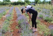 FOTOT/ Diana, fermerja me 140 dynymë tokë të mbjella me levando dhe sherebelë