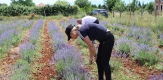 FOTOT/ Diana, fermerja me 140 dynymë tokë të mbjella me levando dhe sherebelë