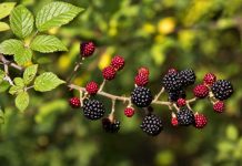 Stina e manaferrave shqiptare, vlerat dhe vetitë e rralla për organizmin