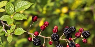 Stina e manaferrave shqiptare, vlerat dhe vetitë e rralla për organizmin