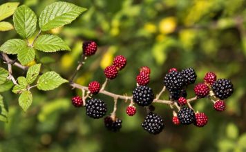 Stina e manaferrave shqiptare, vlerat dhe vetitë e rralla për organizmin