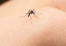 Në verë gjenden kudo. Por ku shkojnë mushkonjat në dimër?!