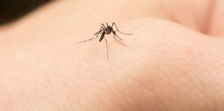 Në verë gjenden kudo. Por ku shkojnë mushkonjat në dimër?!