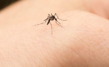 Në verë gjenden kudo. Por ku shkojnë mushkonjat në dimër?!