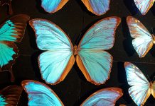 FOTOT/ Kjo është ngjyra më e ndritshme në botë