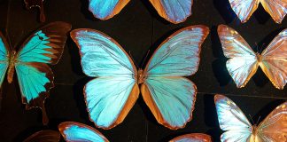 FOTOT/ Kjo është ngjyra më e ndritshme në botë