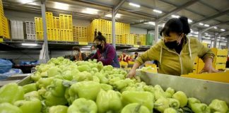 Rekordi i Lushnjë-Fier, 75% e eksporteve bujqësore drejt BE