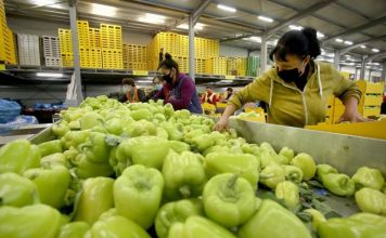 Rekordi i Lushnjë-Fier, 75% e eksporteve bujqësore drejt BE