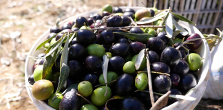 Rritet prodhimi i ullirit në Shqipëri me mbi 34%, ja qarku “kampion”