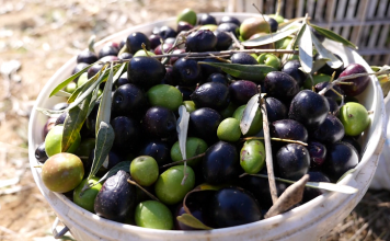 Rritet prodhimi i ullirit në Shqipëri me mbi 34%, ja qarku “kampion”