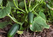 Rritje historike e eksportit të kastravecit “Made in Albania” drejt BE dhe botës