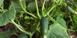 Rritje historike e eksportit të kastravecit “Made in Albania” drejt BE dhe botës