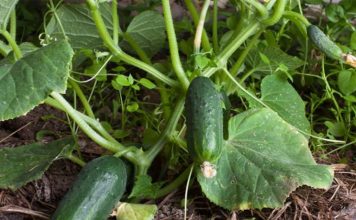 Rritje historike e eksportit të kastravecit “Made in Albania” drejt BE dhe botës