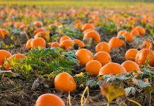 Tek Fatjoni, në fermën e emigrantit që la Italinë për të punuar në vendlindje (FOTO)