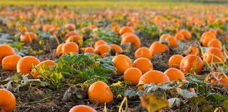 Tek Fatjoni, në fermën e emigrantit që la Italinë për të punuar në vendlindje (FOTO)