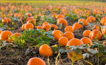 Tek Fatjoni, në fermën e emigrantit që la Italinë për të punuar në vendlindje (FOTO)
