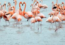 FOTOT/ Rikthehen flamingot në lagunën e Vainit në Lezhë