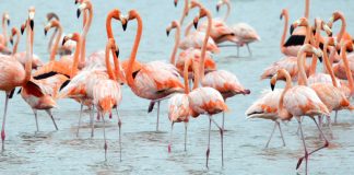 FOTOT/ Rikthehen flamingot në lagunën e Vainit në Lezhë