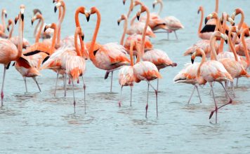 FOTOT/ Rikthehen flamingot në lagunën e Vainit në Lezhë