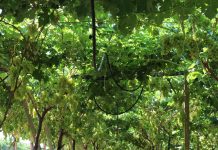 FOTOT/ Erdhi nga Italia, njihuni me Durimin! Historia e emigrantit që prodhon 100 tonë rrush për eksport