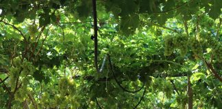 FOTOT/ Erdhi nga Italia, njihuni me Durimin! Historia e emigrantit që prodhon 100 tonë rrush për eksport