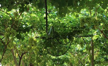 FOTOT/ Erdhi nga Italia, njihuni me Durimin! Historia e emigrantit që prodhon 100 tonë rrush për eksport