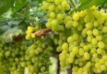 Rrushi “made in Albania” në supermarketet e Europës, dyfishohen eksportet